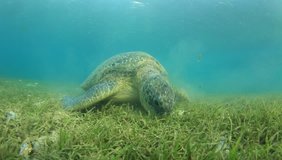 Green Turtle (Chelonia mydas) feeding on seagrass