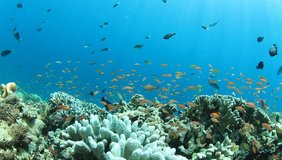 Tropical fish and coral reef in ocean