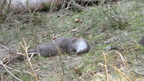 Otter in the Bavarian Forest (Bayerischer Wald in German) National Park in Bavaria, Germany, 4K footage