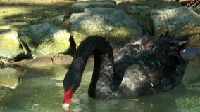 Black swan in a pond looking for food . Slow motion. Video in a slowed double the
