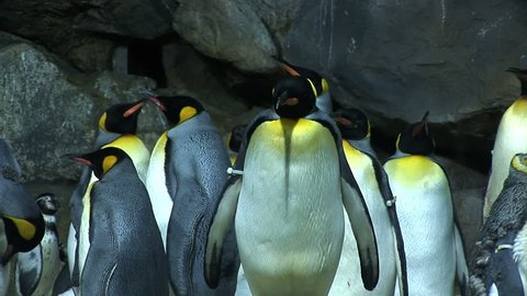 Penguins with yellow neck Stock Video
