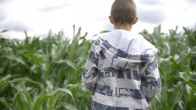 boy walks through a field of tall corn plants, slow motion