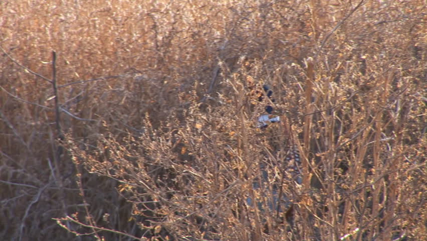 Pheasant in South Dakota
