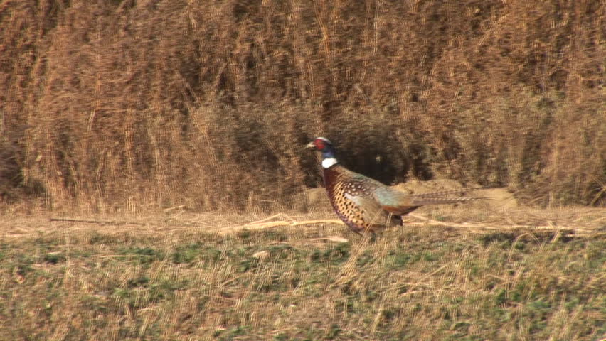 Pheasant in South Dakota