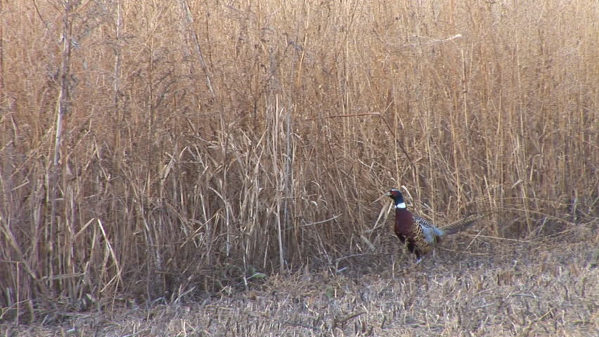 Ring-necked Pheasant (Phasianus colchicus) are a popular sport hunting species.