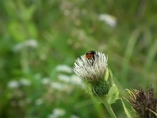Bumblebee on flower