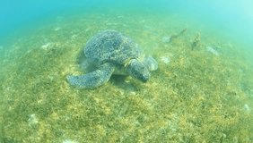 Green Sea Turtle feeding on underwater grass