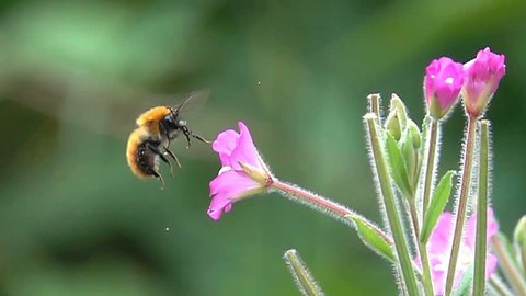 Bee bumblebee flying and flower 