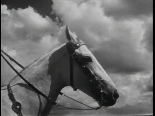 Close-up of white horse