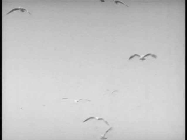 Seagulls in flight over the ocean