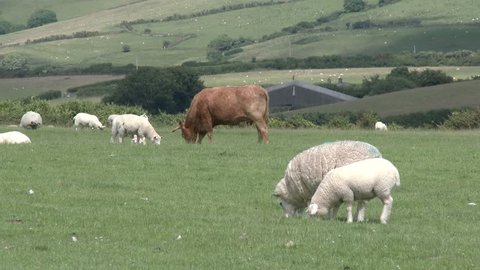 Parracombe, England, July 2016.  A brown cow is surrounded by sheep in a farmer's field.