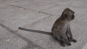 Little Baby Monkey Sitting at the Tiger Cave Temple in Krabi province, Thailand. 