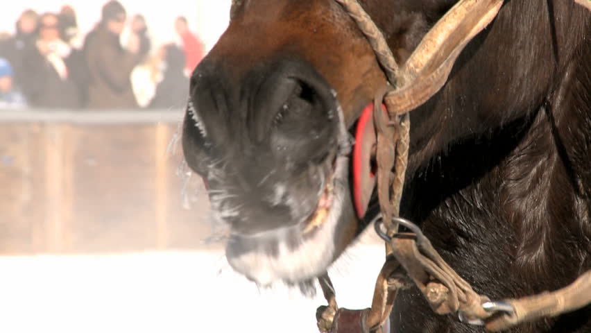 Horse in Winter breathing with steam