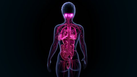 Back Butt Naked Women Black Background Stock Photo (Edit Now) 206455894