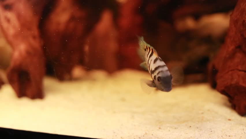 Amatitlania nigrofasciata troplican fresh water fish Cichlasoma cichlid