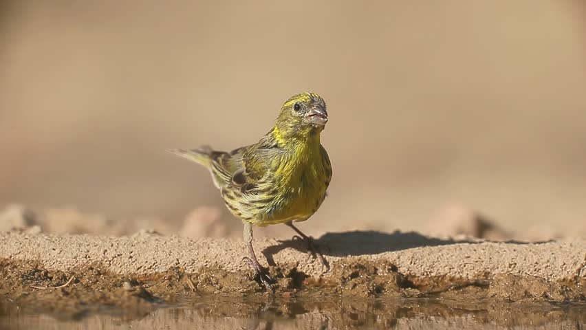 Serin, Serinus serinus, Single male by water, Spain, July 2016