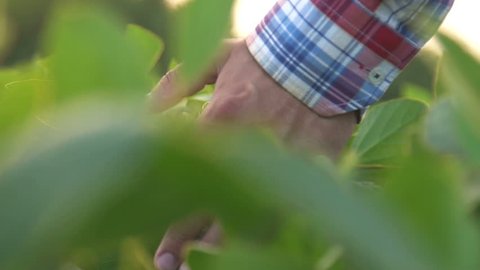 Green soybean leaves in a farmer's hand at sunset. Slow motion