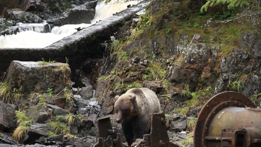Bears in alaska