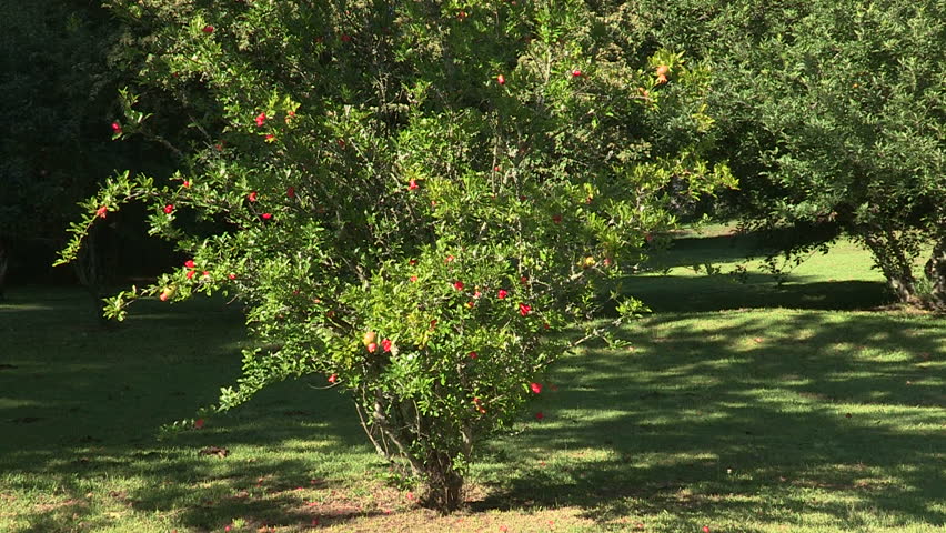 Pomegranate tree and fruit