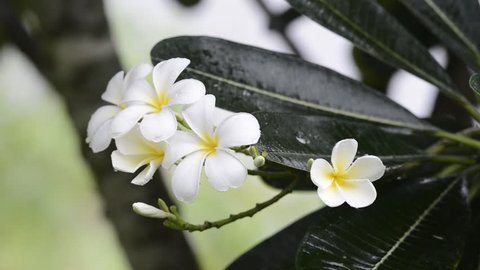 ビジネススーツを着た男がカモミールの花びらを引っ張る 接写 花占い 好き嫌い の動画素材 ロイヤリティフリー Shutterstock