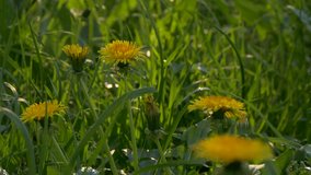 Ungraded: Yellow dandelion flower heads swaying in the wind. Source: Lumix DMC, ungraded H.264 from camera without re-encoding. (av28883u)