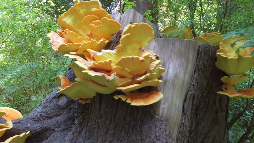 Yellow Mushrooms 4K