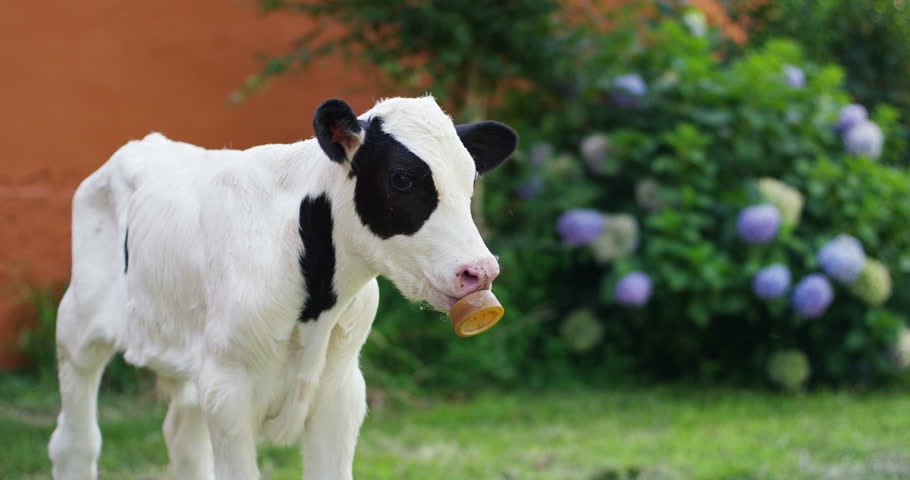 cow pacifier