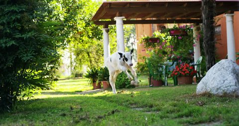 A puppy calf  took his first steps in a garden of a farmer who raises him healthily, organic, to make it strong and robust growth. concept of love for animals, organic, vegan, nature and agriculture.