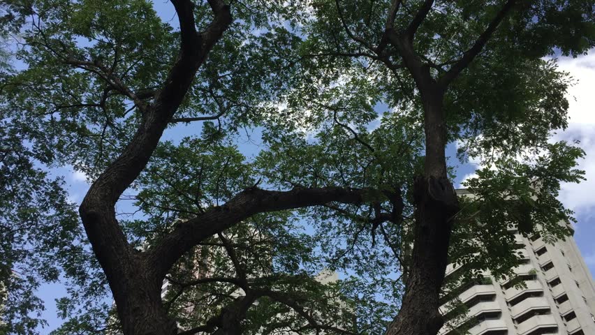 green trees on street in manila, Philippines 
