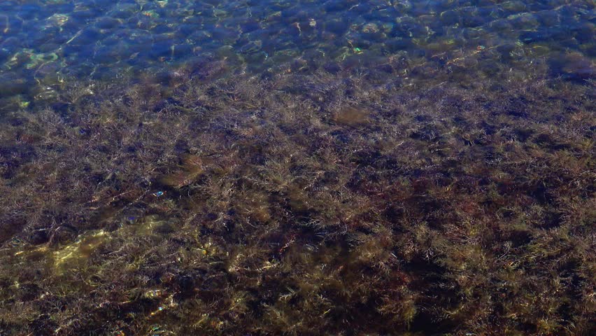 Водоросли вдоль азовского моря. Сцитосифон водоросли черного моря. Бурые водоросли черного моря. Бурая Прибрежная водоросль черного моря. Водоросли черного моря Крым.