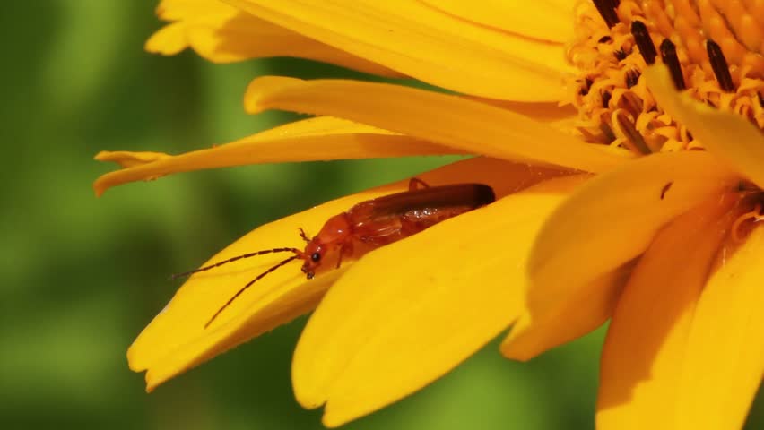 Beetle on yellow flower.