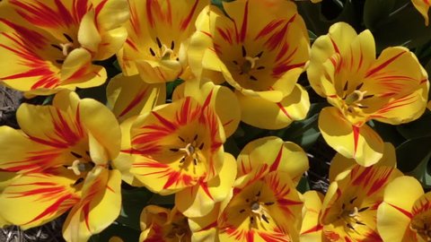 CLOSE UP, SLOW MOTION: Birds eye view of wide opened yellow tulips with red stripes blossoming and swinging in summer wind. Beautiful tulip flowers blooming and dancing in soft breeze on sunny day