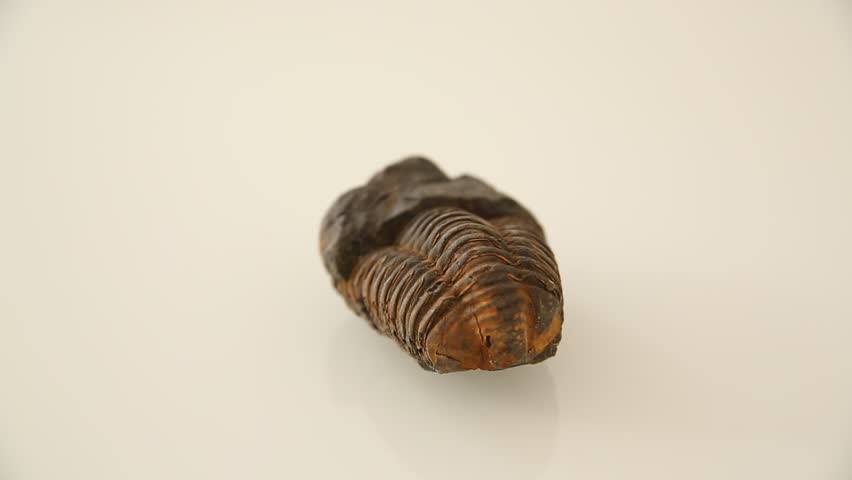Ancient fossil 
