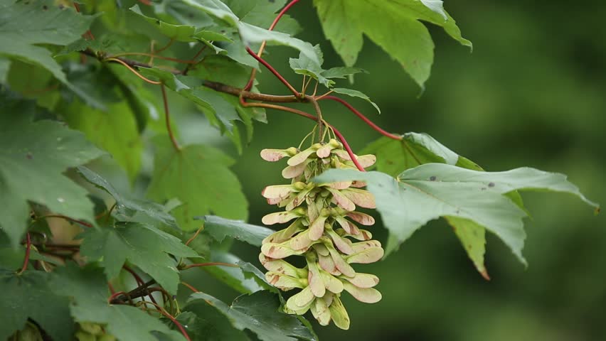 Sycamore Tree Seeds Stock Footage Video 100 Royalty Free Shutterstock