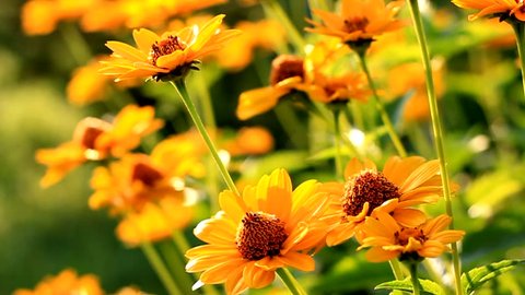 Bright yellow rudbeckia or Black Eyed Susan flowers in the garden, HD
