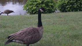Canadian Goose Solo (Branta Canadensis) - A funny Canadian goose solo or alone. The Goose bobs his head every time I say 