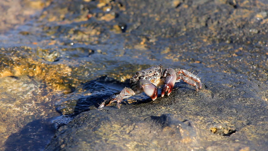 Crabs On the Beach Crab Stock Footage Video (100% Royalty-free