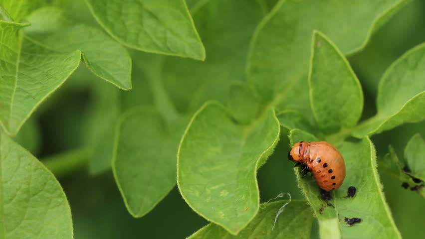 Larva of Colorado potato beetle on potato leaves