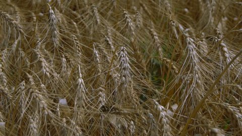 Ears of ripe wheat field swaying in the wind. Slow Motion
