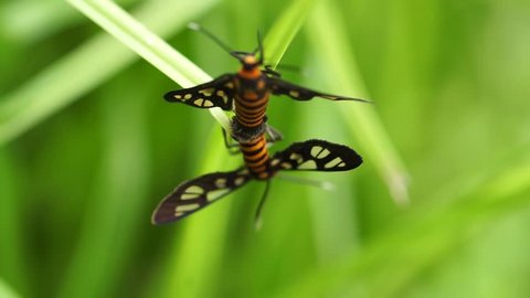 Couple moth Amata Huebneri bicolor insects making love on green meadow field