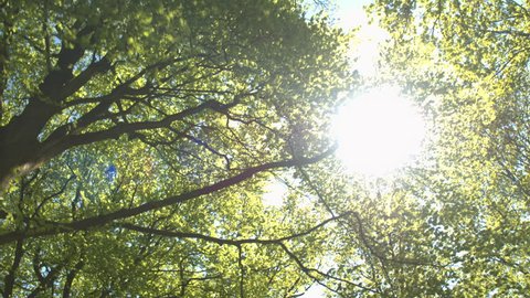 LOW ANGLE VIEW: Sunbeams shining through lush green tree canopies and branches in sunny spring day. Sunlight penetrating through young leaves and canopies in beautiful deciduous forest in local park