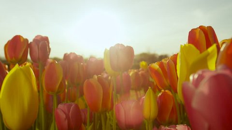 CLOSE UP, SLOW MOTION, DOF: Amazing red, yellow and orange tulips blooming at beautiful local touristic park on early sunny evening. Lovely tulip flowers blossoming on big garden on late sunny morning