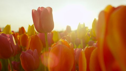 CLOSE UP, SLOW MOTION, DOF: Amazing rosy red, yellow and orange tulips blooming at beautiful local touristic park at early sunny evening. Fragile tulip flowers blossoming at late sunny morning