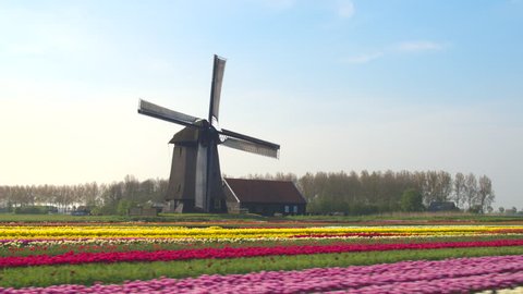 AERIAL, CLOSE UP: Flying next to beautiful colorful rows of flowering tulips on big floricultural farmland in front of traditional antique wooden windmill at Keukenhof gardens, Amsterdam, Netherlands