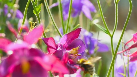 Bumblebee on a blue and purple aquilegia flower, slow motion
