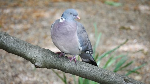 Wood Pigeon  in St Jame's Park, London

