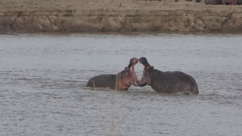 Hippos fighting with their jaws wide open