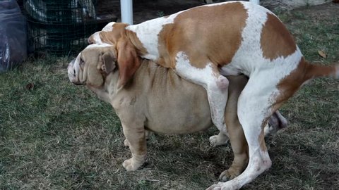 dogs - italian hound and bulldog mating