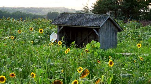 Sunflowers growing for harvest in farm fields