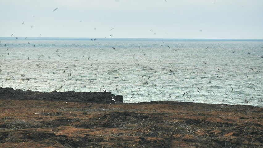 wedge rumped storm-petrels visiting its nesting colonies by day at isla genovesa in the galapagos islands, ecuador